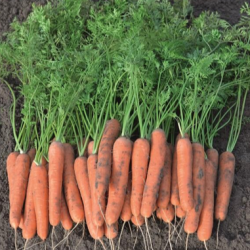 Marchew Nagasaki F1 100 tyś. nasion B-mox Primed precyzja st